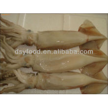 W / R Frozen Illex Squid